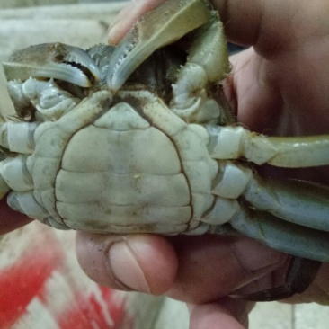 螃蟹食用雄蟹可视频，现场看货