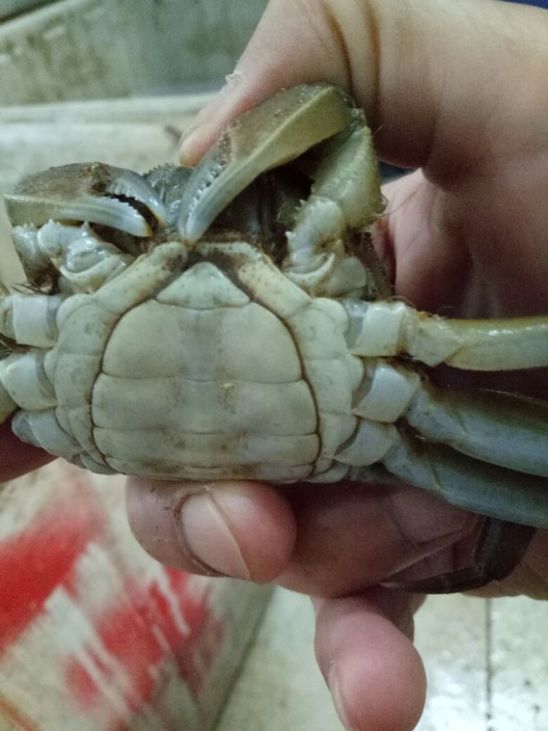 螃蟹食用雄蟹可视频，现场看货