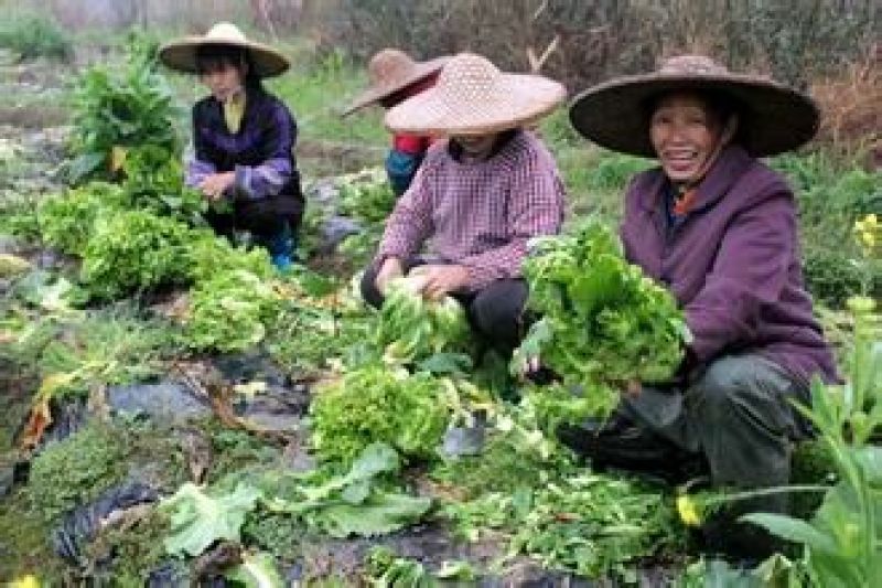 儿菜5两以上