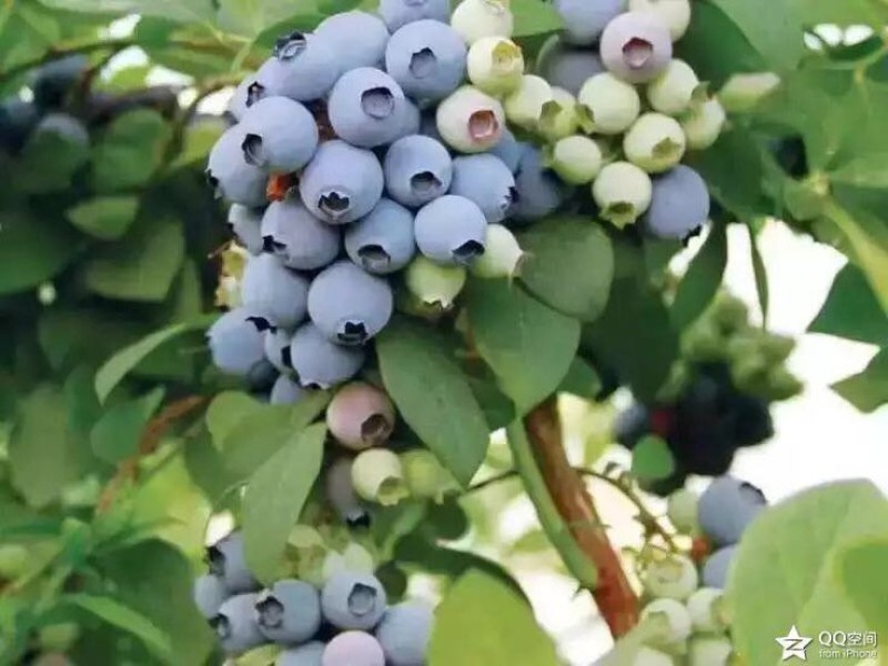 蓝丰蓝莓