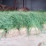 红根蒜苗45~50cm产地直发品质保证百亩基地