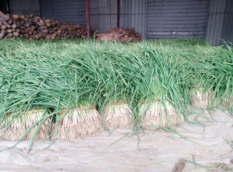 红根蒜苗45~50cm产地直发品质保证百亩基地