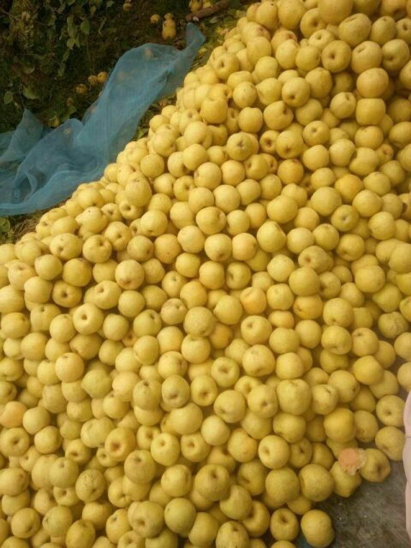 砀山梨300~350g光果