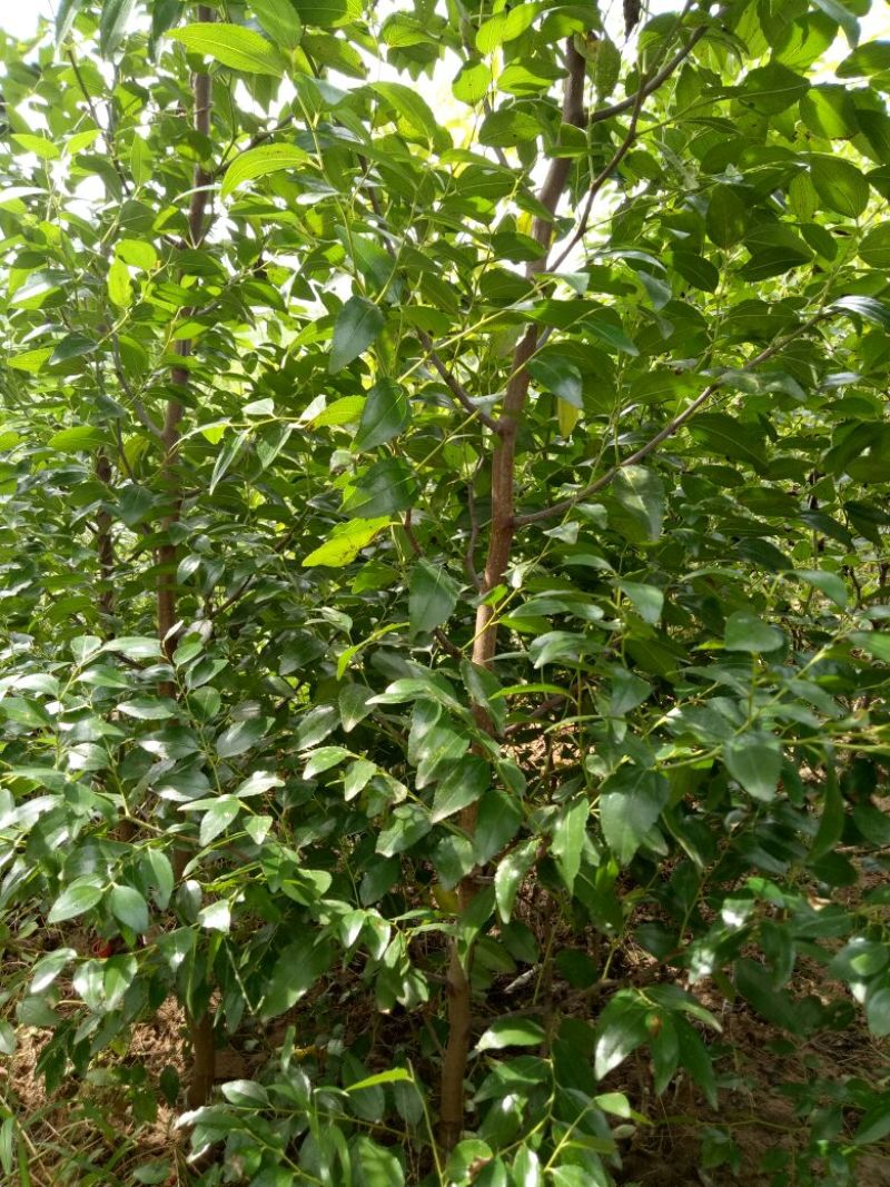 蟠枣树苗：龙须枣苗，冰糖枣苗，酸枣苗，2，3公分冬枣树苗