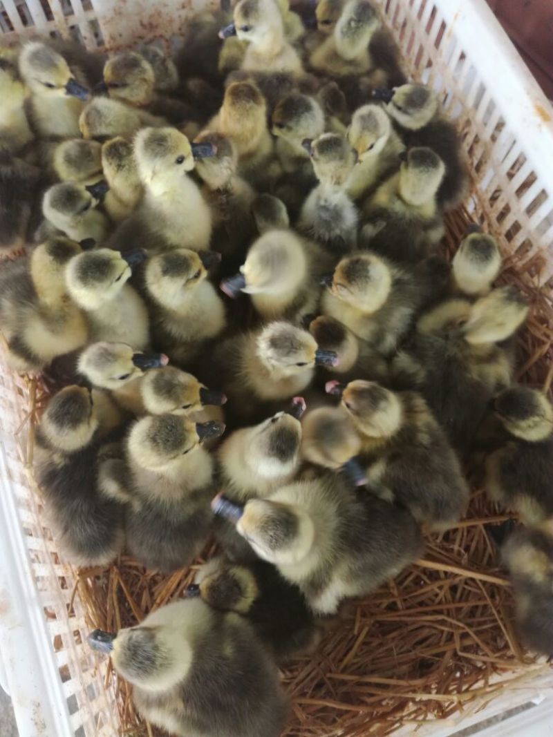 狮头鹅苗250g以上