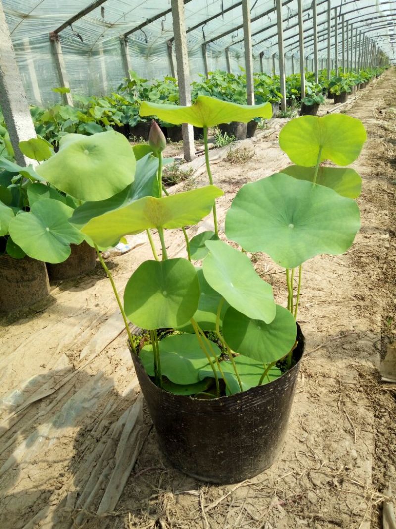荷花60cm以上