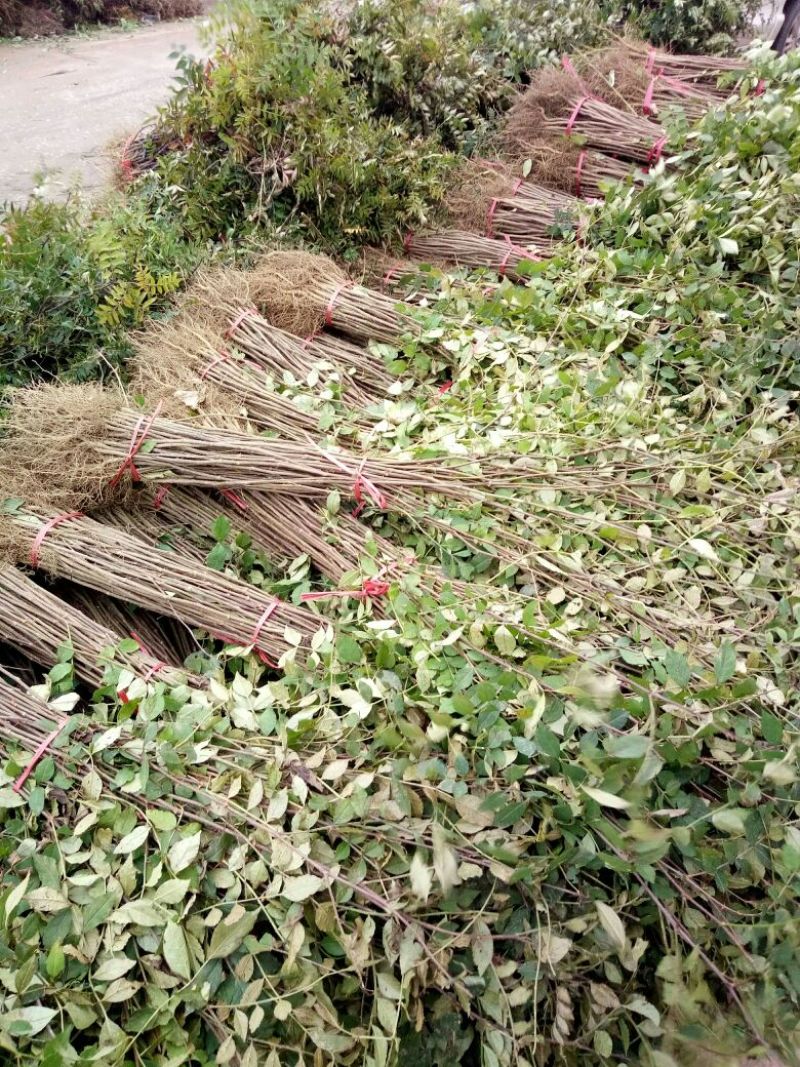 花椒苗1~2年，花椒苗基地直销，大红袍花椒苗