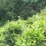 百年大树茶