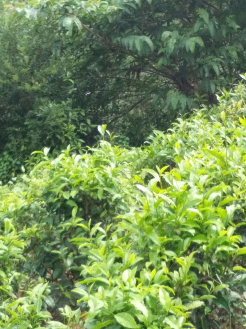 百年大树茶