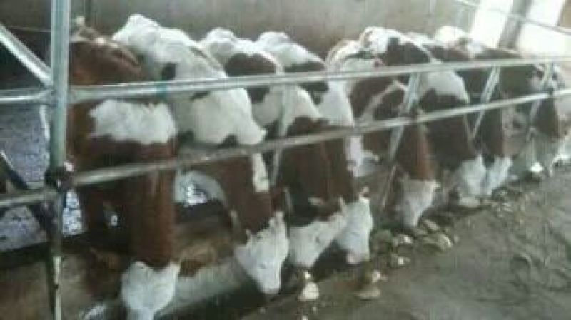肉牛二百斤【货真价实，诚信经营】