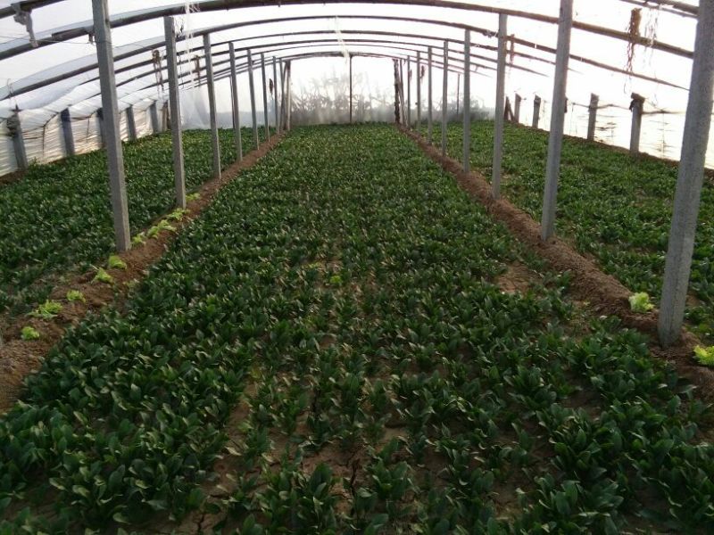 越冬菠菜25~30厘米