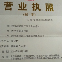 黄黄豆优质