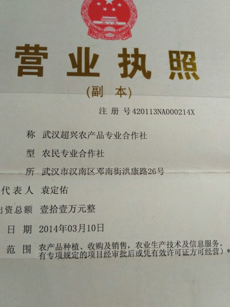 黄黄豆优质