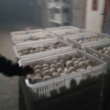 三花鹅苗250g以下
