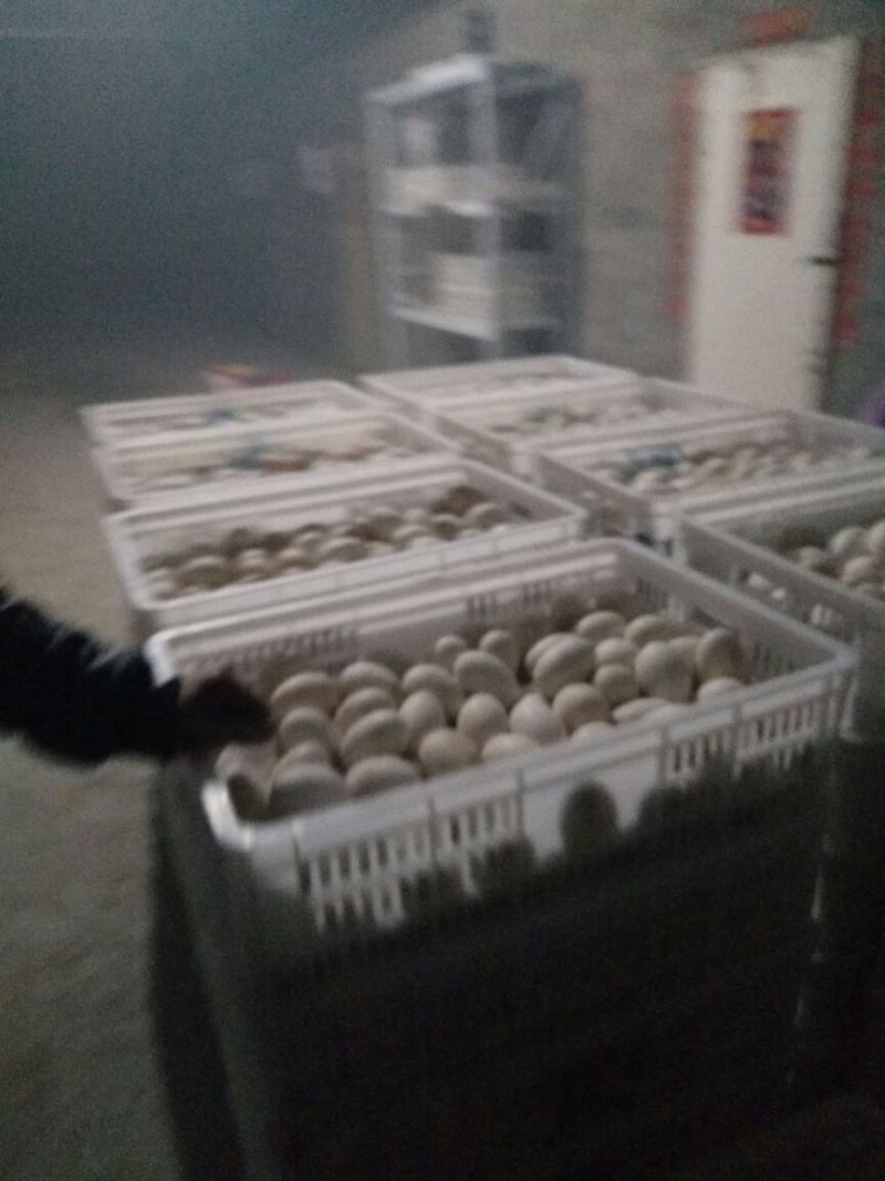 三花鹅苗250g以下