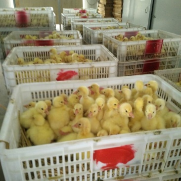 鹅苗250g以下