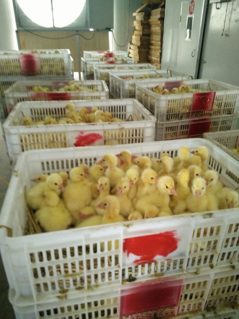 鹅苗250g以下