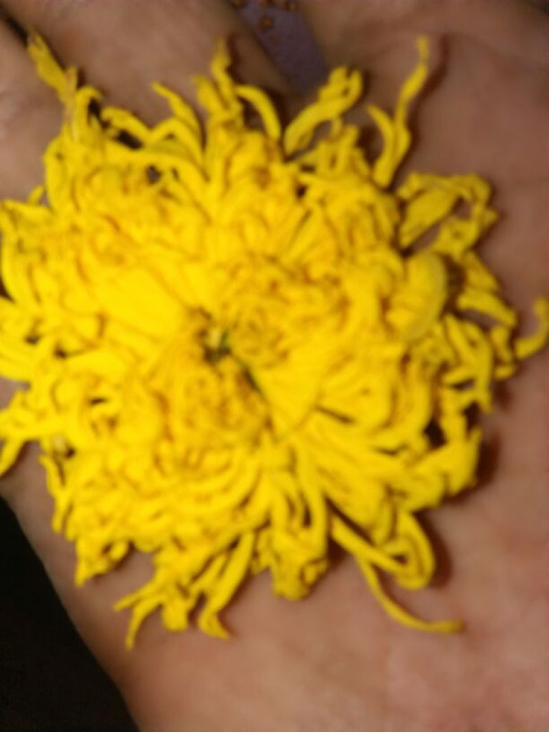 菊花茶开花