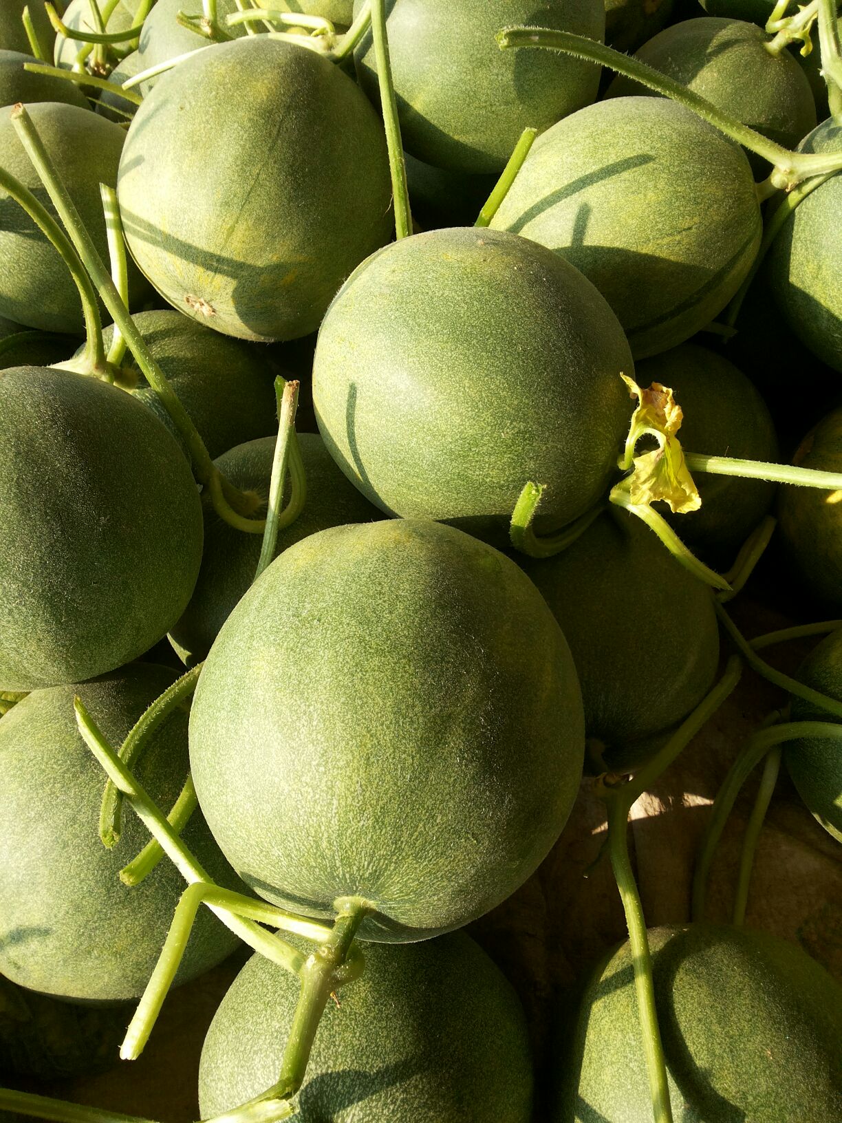 山东聊城市莘县绿宝甜瓜 0.5斤以上批发_刘增