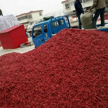 干辣椒精品9成干以上