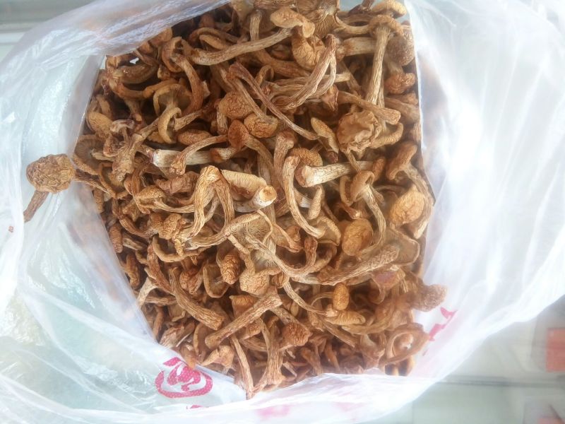 滑子菇干品