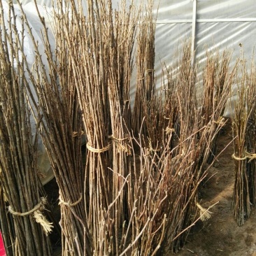 樱花苗80cm以上籽播