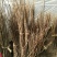 樱花苗80cm以上籽播