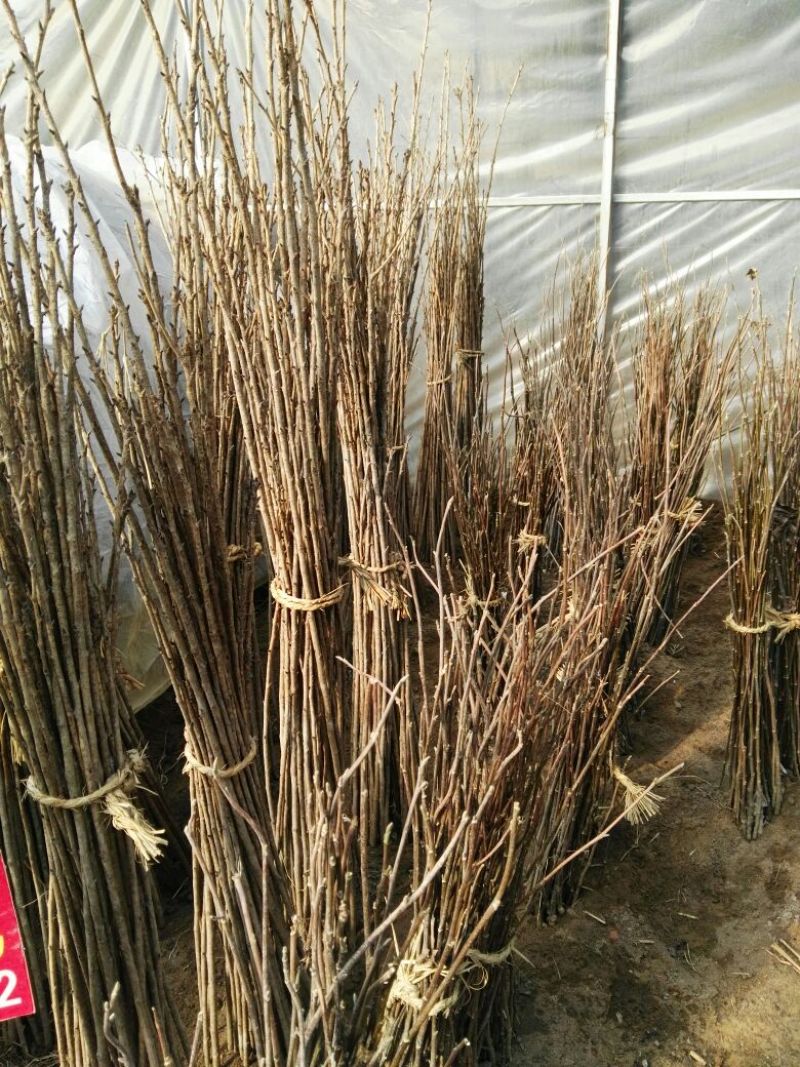 樱花苗80cm以上籽播