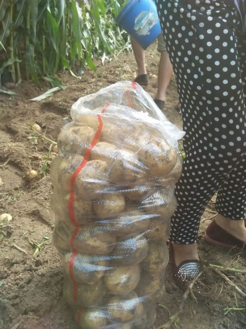 尤金885土豆大量上市中