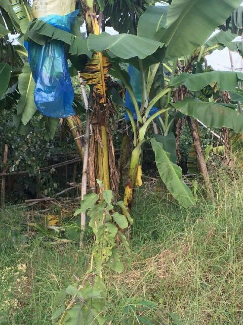香蕉七成熟