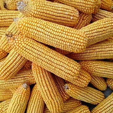 玉米粒