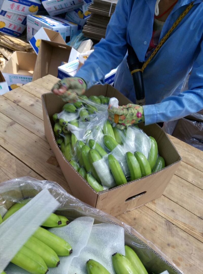 威廉斯香蕉七成熟