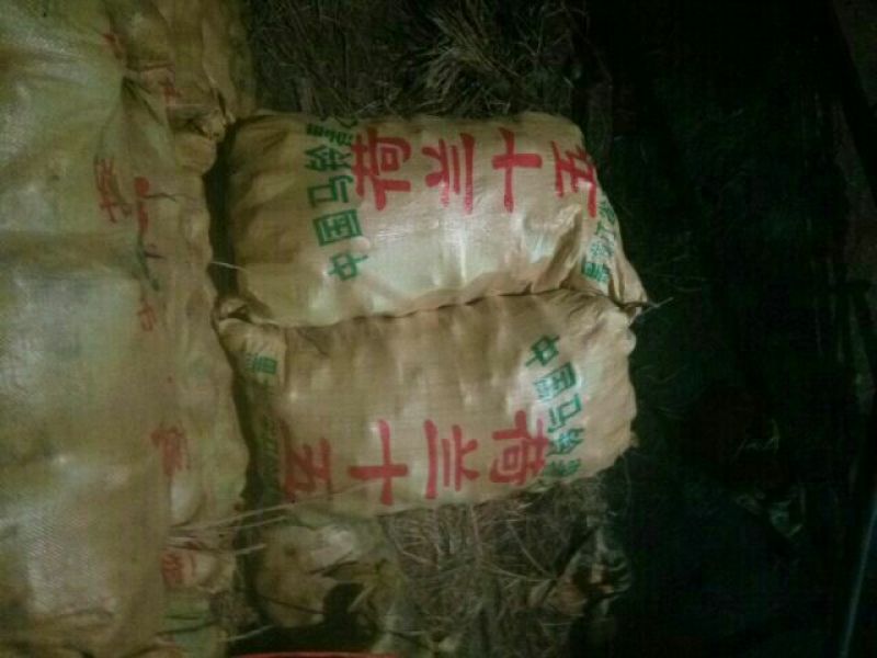 垦薯一号