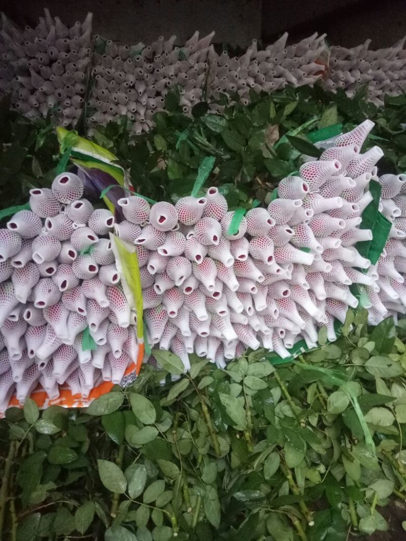 玫瑰鲜切花20朵