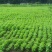 桑树苗50cm