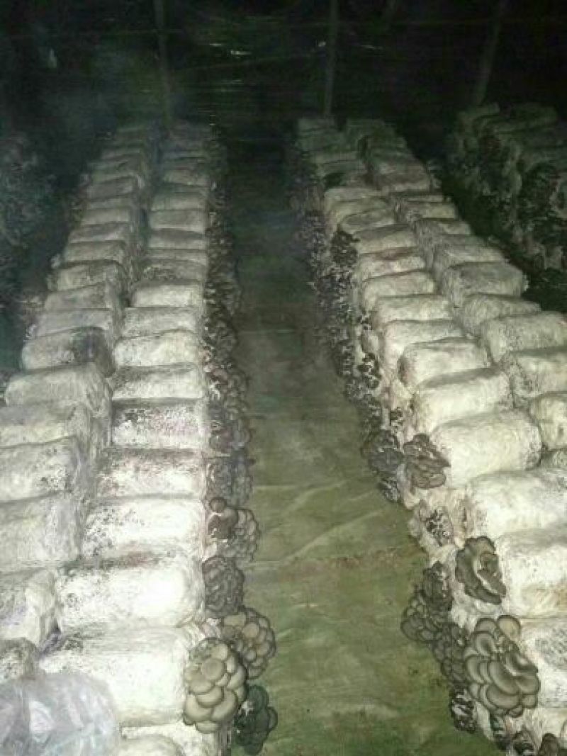 精品平菇