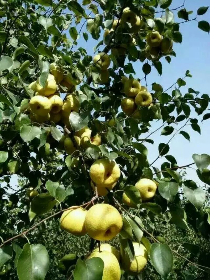 酥梨宁陵县个大多汁无渣
