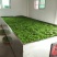 石阡苔茶特级