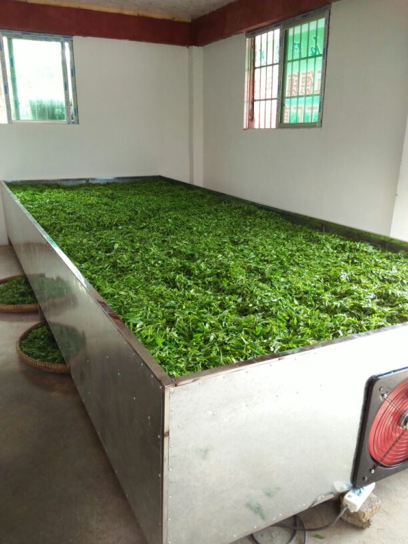 石阡苔茶特级