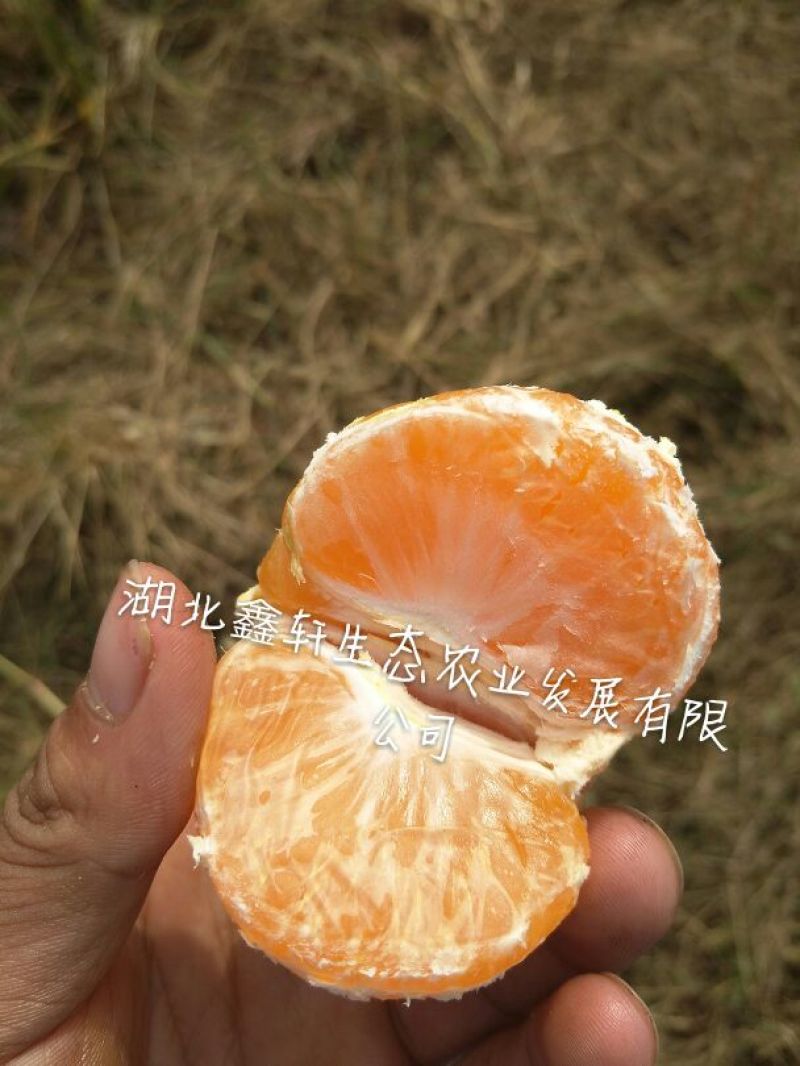 国庆蜜橘5~5.5cm