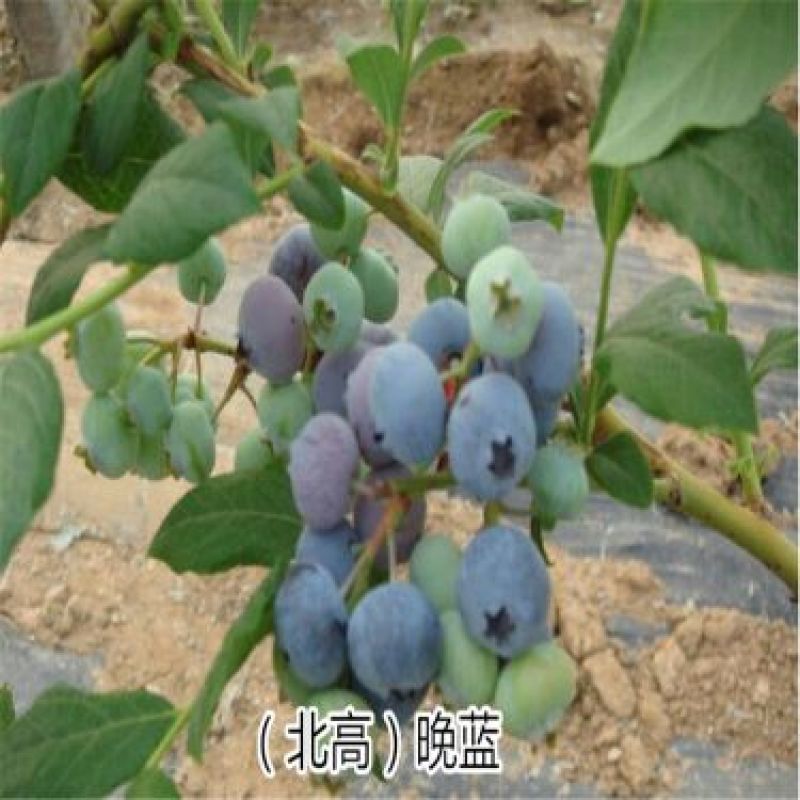 蓝莓苗1~2年80~100cm