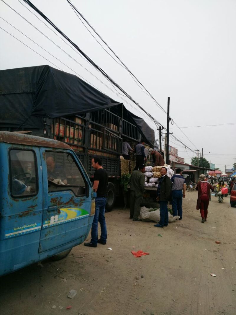 荷兰十五土豆1两以上精品