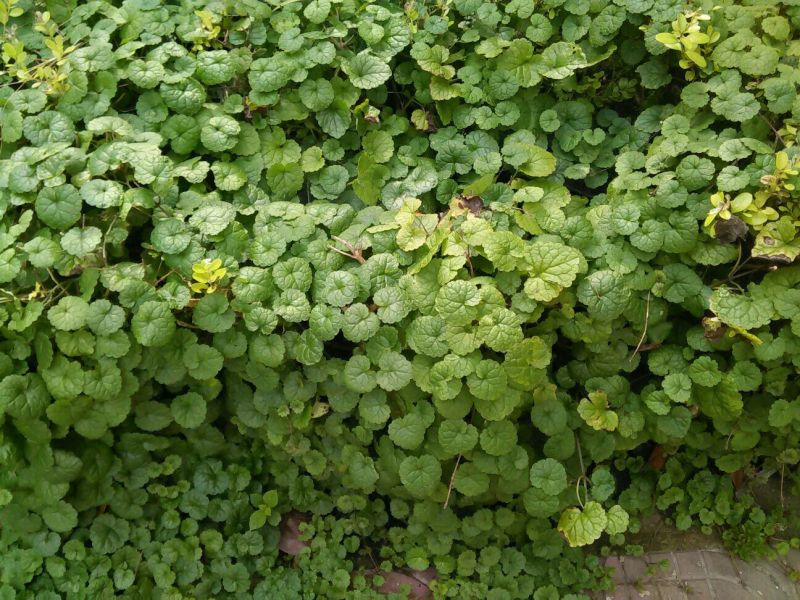 连钱草，养生，排石冲剂