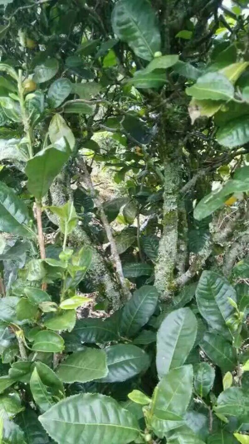 普洱绿茶
