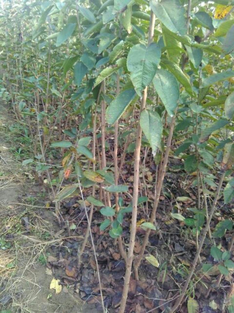 矮化樱桃苗矮化大樱桃树矮化樱桃苗批发矮化樱桃苗基地