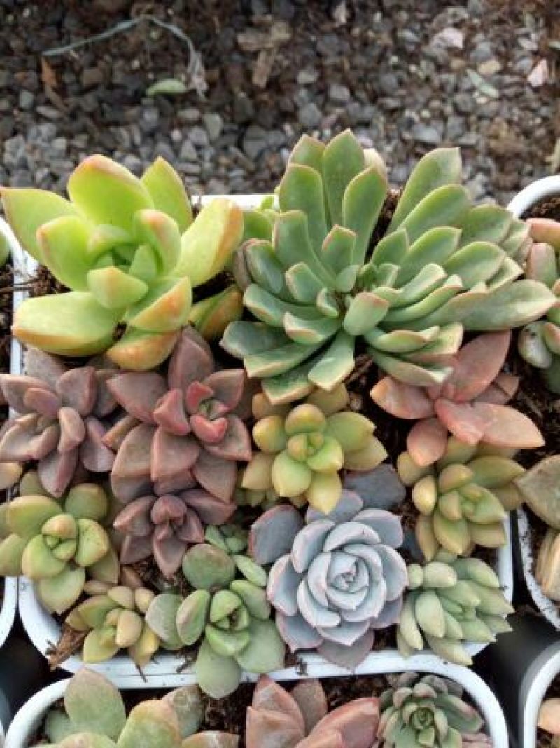 多肉植物含盆