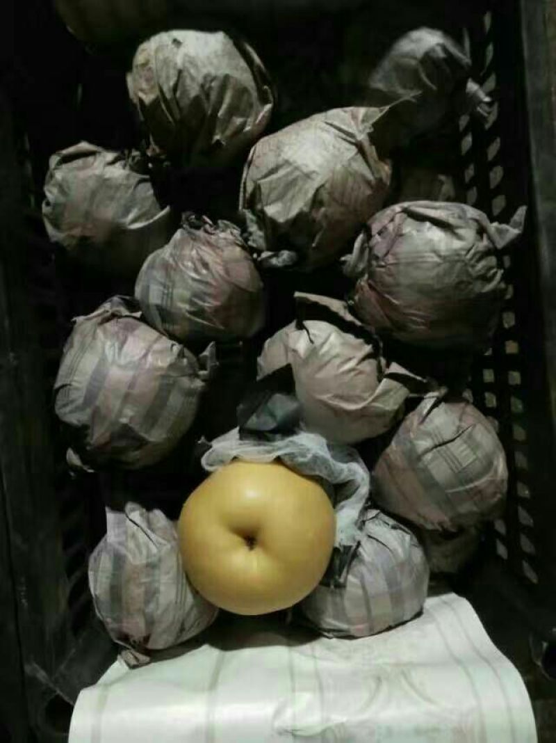 黄金梨300~350g纸袋