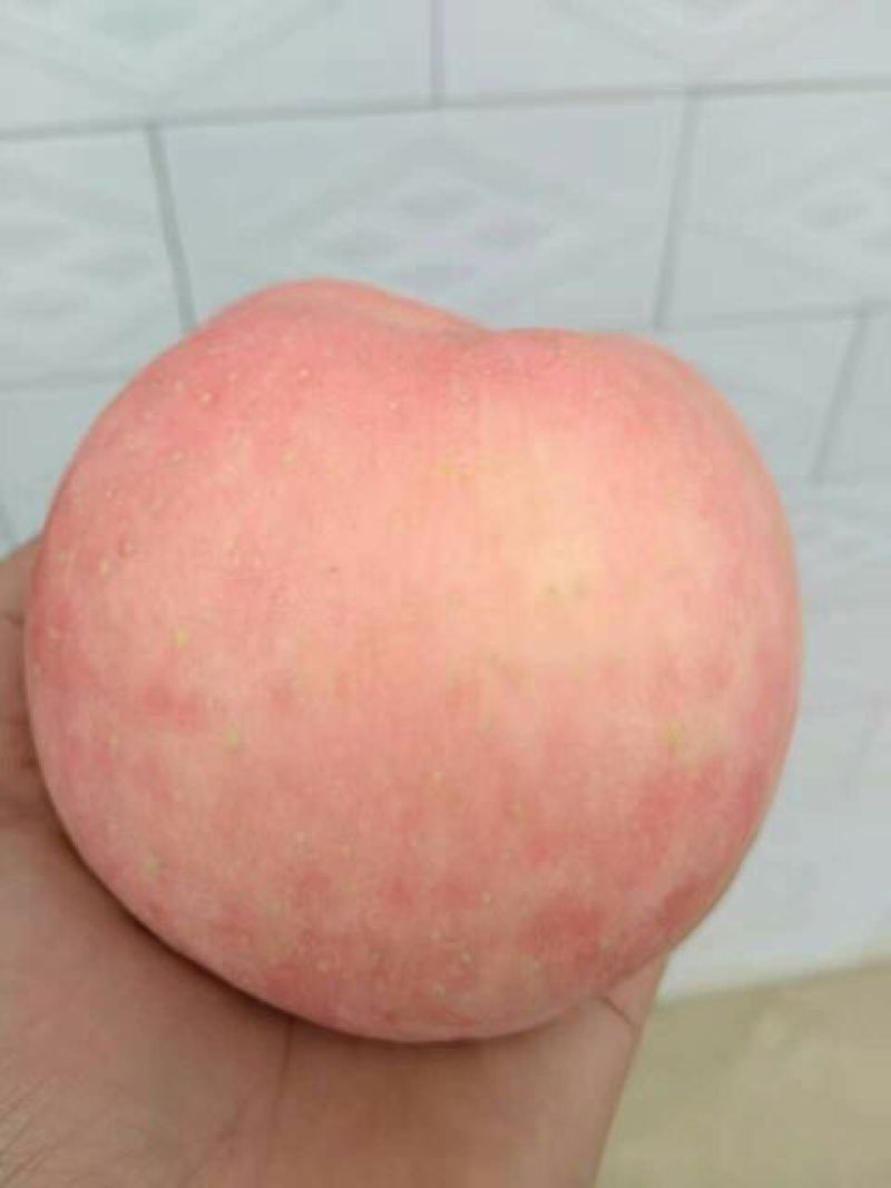 红富士苹果80mm以上膜袋