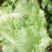 生菜5两~6两
