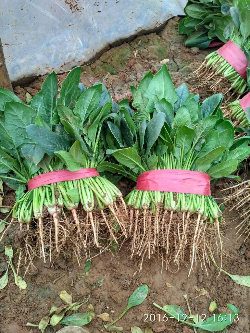黑叶菠菜25~30厘米